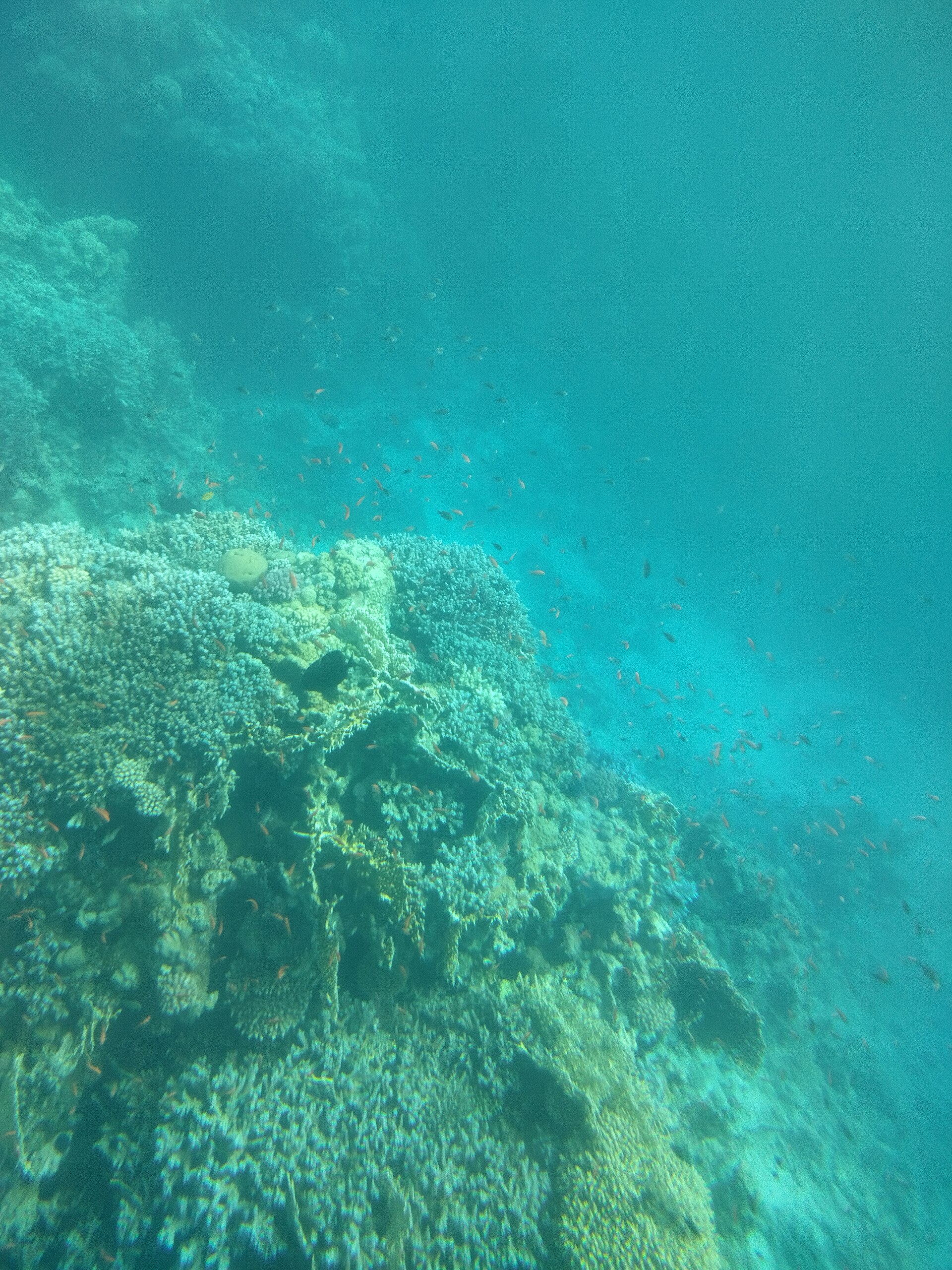 Can You Scuba Dive with Glasses or Contact Lenses? Vision and Basic Health Questions Answered
