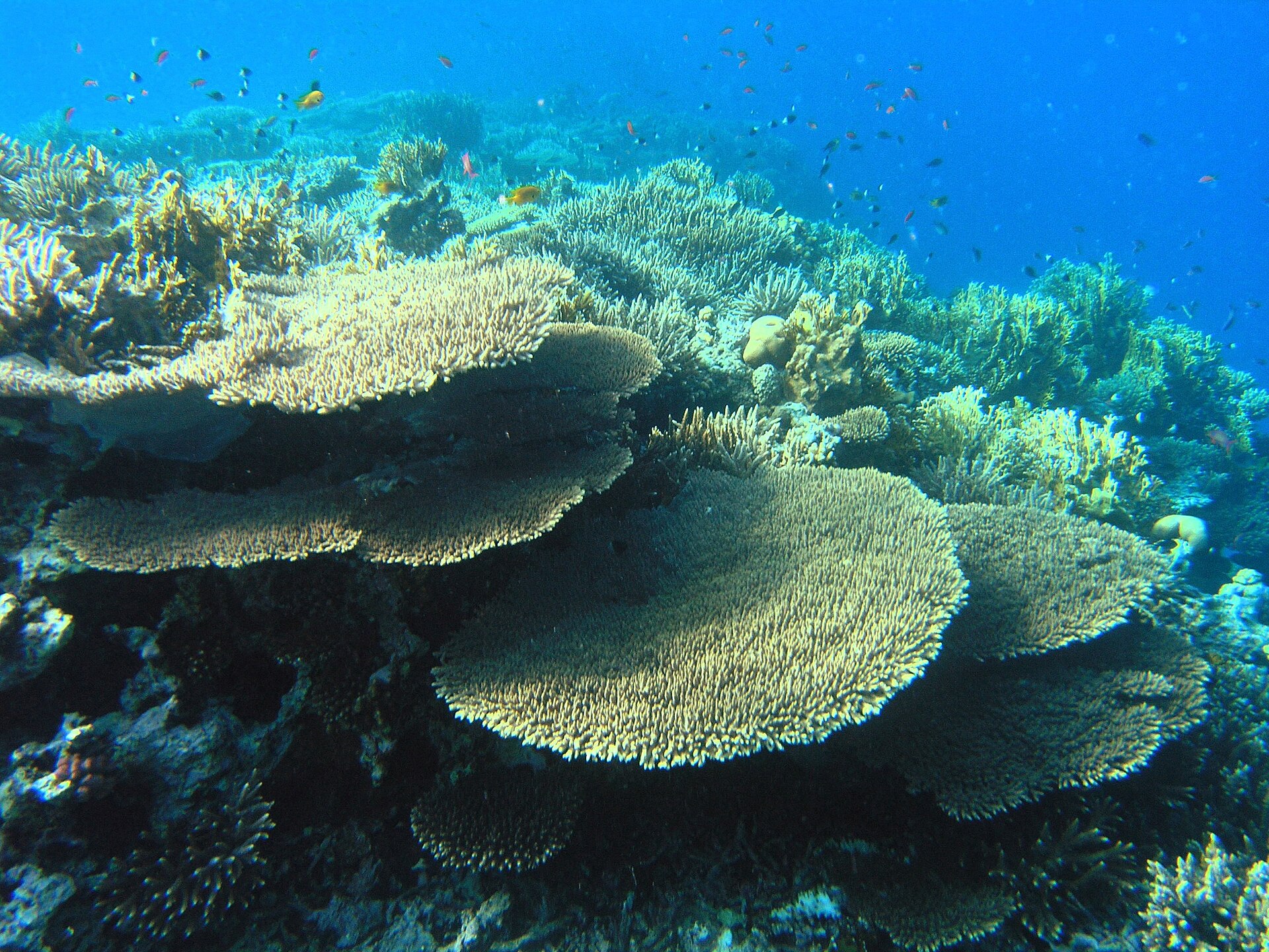 The Best Dive Sites in the UAE: Reefs and Wrecks Worth Exploring