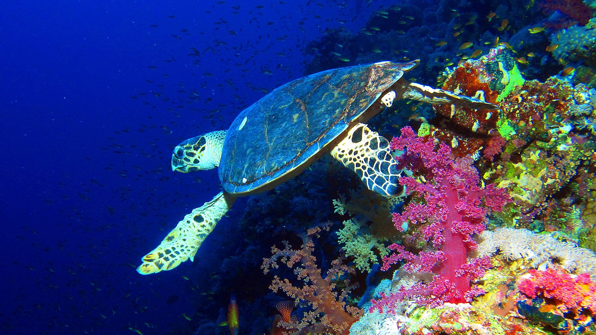 Marine Life of the Arabian Gulf and Gulf of Oman: What You Can See Underwater